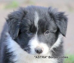 ~Black and white male, Smooth to medium coat, border collie puppy